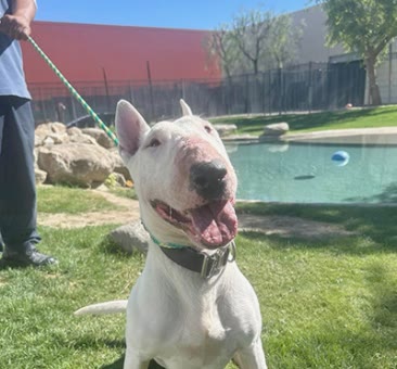 August, a bull terrier available for adoption