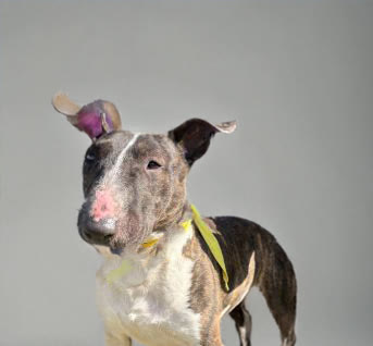 Caleb, a bull terrier available for adoption