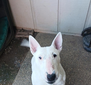 Chai, a bull terrier available for adoption