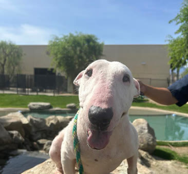 Desiree, a bull terrier available for adoption