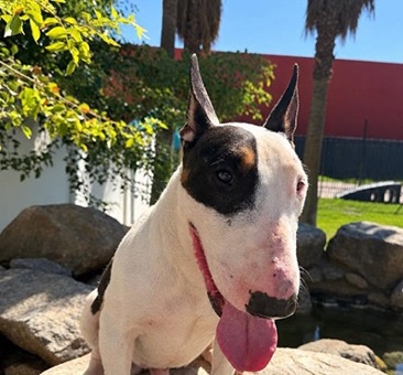 Eggo, a bull terrier available for adoption