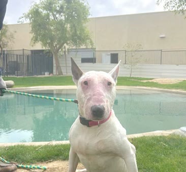 Ivory, a bull terrier available for adoption