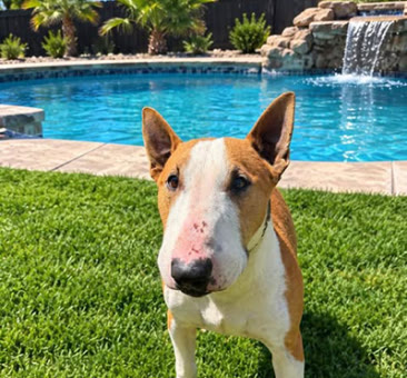 Jasper, a bull terrier available for adoption