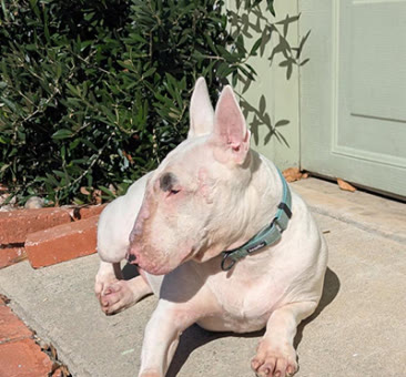 Malena, a bull terrier available for adoption