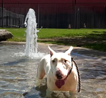 Maxie, a bull terrier available for adoption