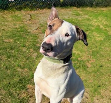 Milton, a bull terrier available for adoption
