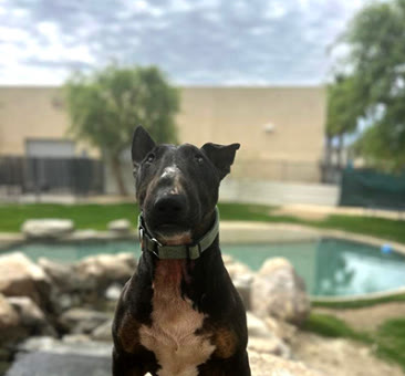 Pepe, a bull terrier available for adoption