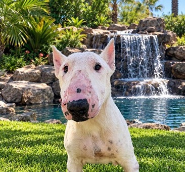 Sponge, a bull terrier available for adoption