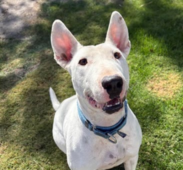 Spud, a bull terrier available for adoption