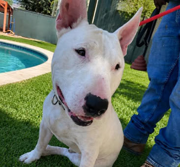 Why, a bull terrier available for adoption
