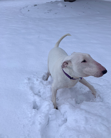Fester -Adoption