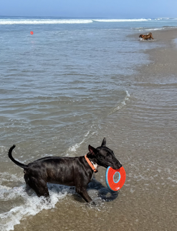 Harley - Adoption