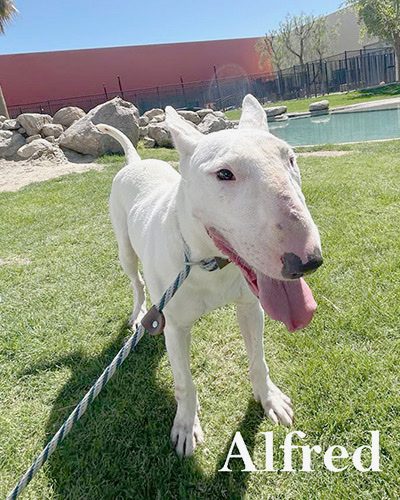 Alfred, a bull terrier at California Paws Rescue