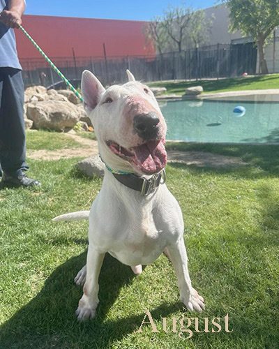 August, a bull terrier at California Paws Rescue