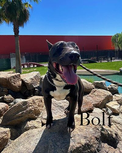 Bolt, a bull terrier at California Paws Rescue