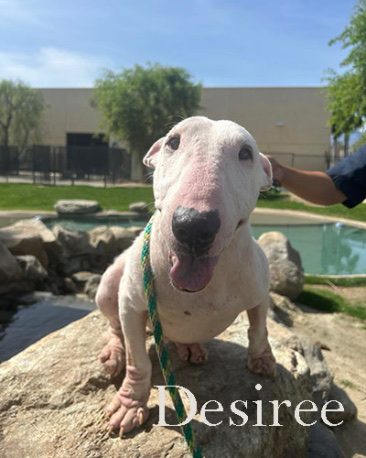 Desiree, a bull terrier at California Paws Rescue