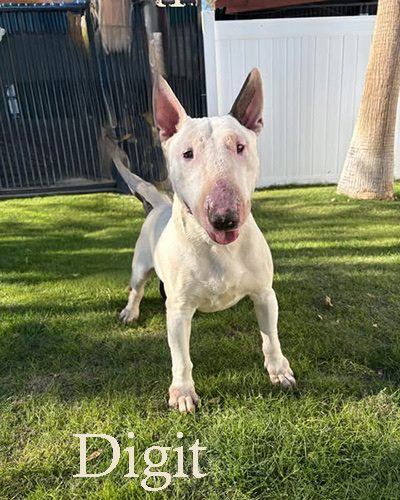 Digit, a bull terrier at California Paws Rescue