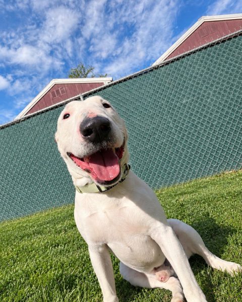 Dennis, a bull terrier at California Paws Rescue