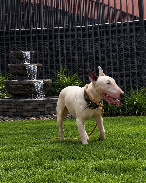 Frankie, a bull terrier at California Paws Rescue