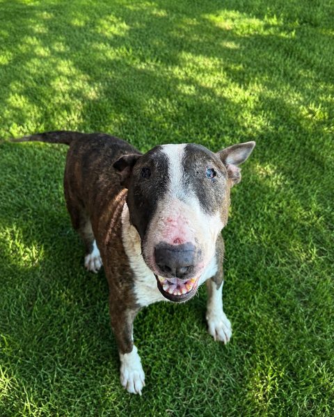 Ringo, a bull terrier at California Paws Rescue