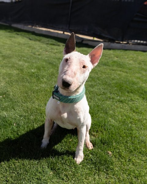 Ivory, a white bull terrier in a teal collar, sitting on the grass at the rescue