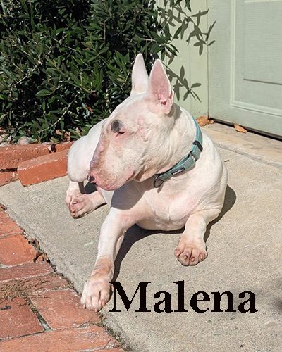 Malena, a bull terrier at California Paws Rescue