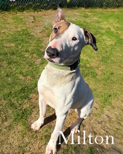 Milton, a bull terrier at California Paws Rescue