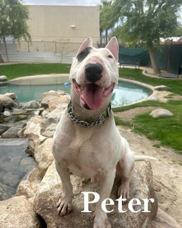 Peter, a bull terrier at California Paws Rescue